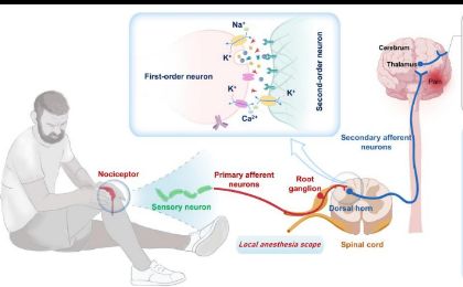 东南大学李全团队在局麻药物精准释放领域发表重要论文