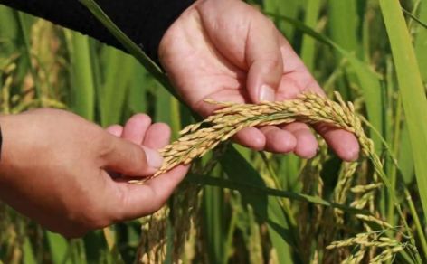 重庆高校科技成果落地生金：105万元转让选育水稻新品种