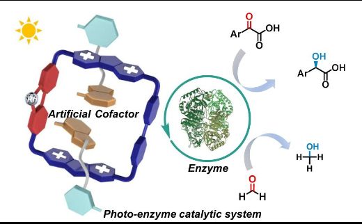 西安交大何刚教授科研团队在紫精光生物催化领域取得重要进展