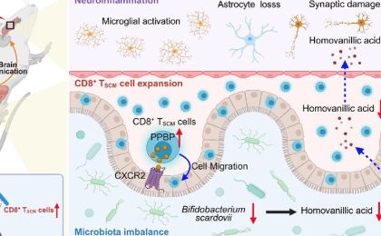 东南大学姚红红团队在《自然-通讯》发表最新研究成果