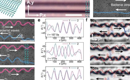 中国科大发现活性液晶可编程双行波新机制